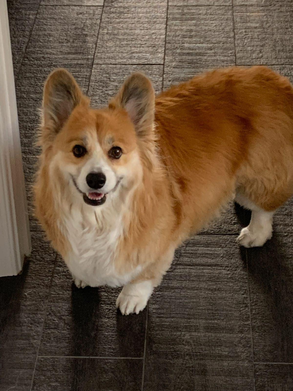 Jacey after energy clearing